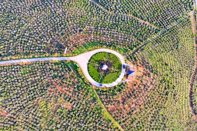 湖南  常宁  油茶花  美景