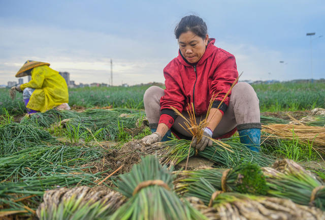 节气 农事 蔬菜 藠头
