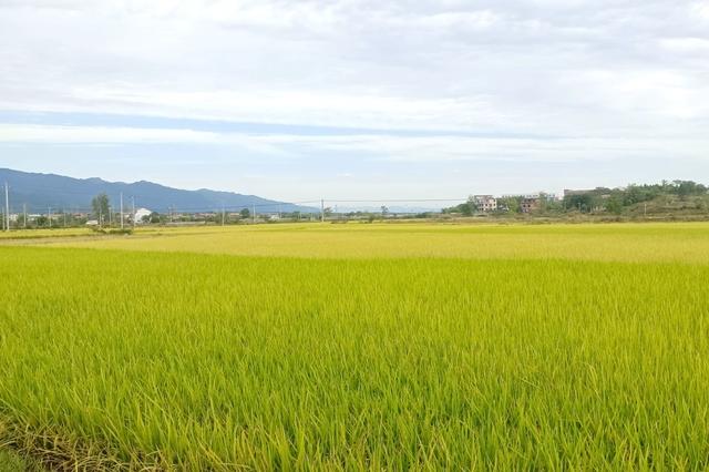 东安26.97万亩晚稻丰收