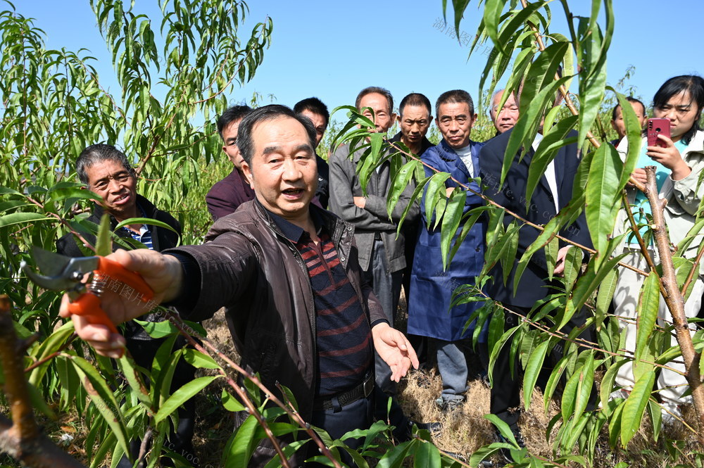 落叶果栽培技术培训