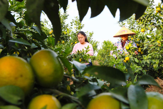 柑桔  管护  丰收