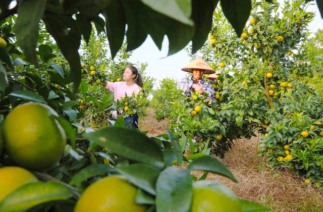 柑桔  管护  丰收