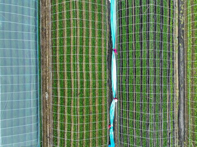 草莓
大棚
设施农业
农旅结合
