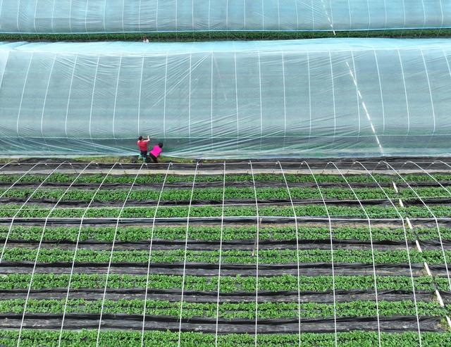 草莓
大棚
设施农业
农旅结合
