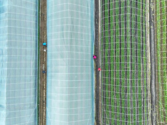 草莓
大棚
设施农业
农旅结合
