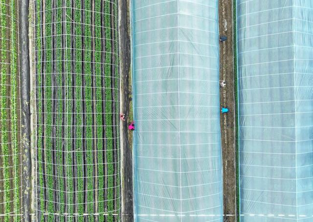 草莓
大棚
设施农业
农旅结合
