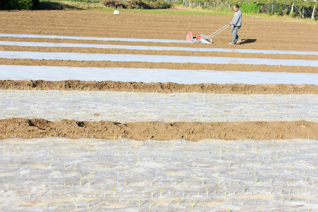 农业  蔬菜种植  大蒜  地膜栽培  市场先机  高效增收