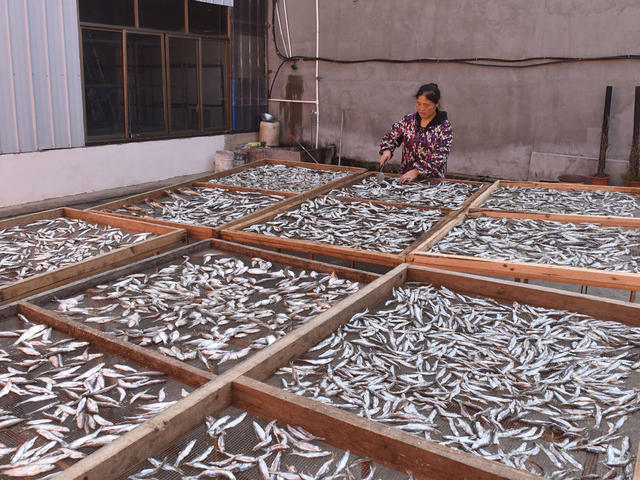 立冬  节气  鱼干  就业  农民  增收 合作社  农事忙