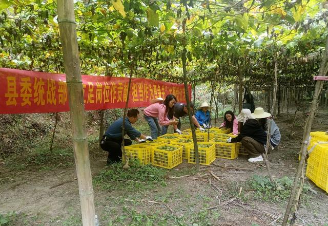 湖南省怀化市通道侗族自治县委统战部干部职工在帮助村民采摘罗汉果。