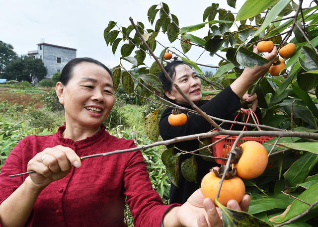 嘉禾：房前屋后果飘香