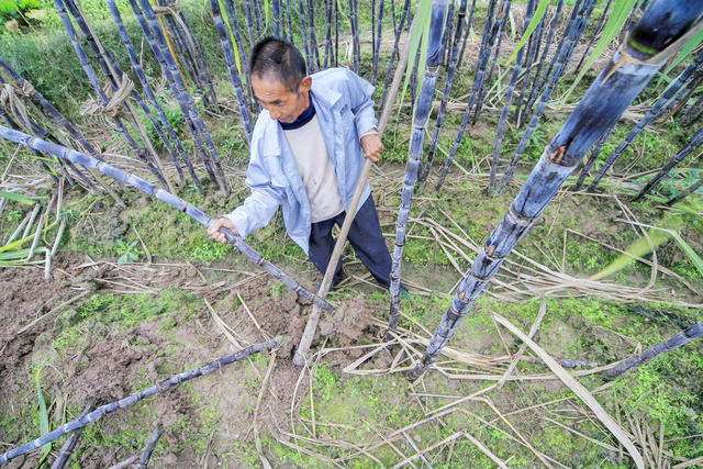 湘西 龙山 甘蔗 收割 农民 增收 区位 特色种植 经济作物