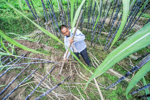 湘西 龙山 甘蔗 收割 农民 增收 区位 特色种植 经济作物