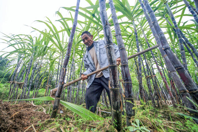 湘西 龙山 甘蔗 收割 农民 增收 区位 特色种植 经济作物