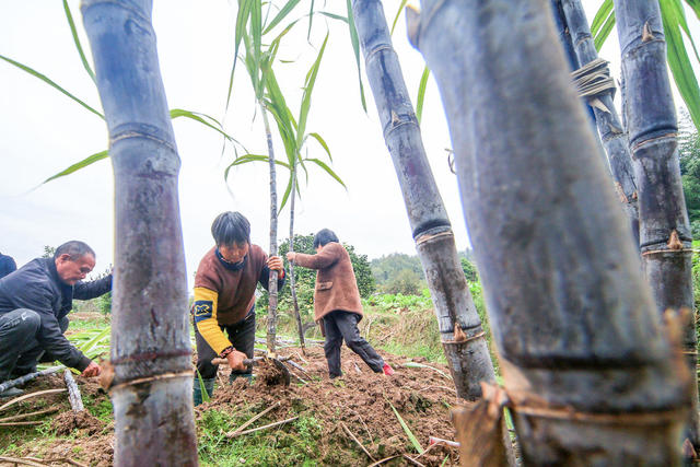 湘西 龙山 甘蔗 收割 农民 增收 区位 特色种植 经济作物