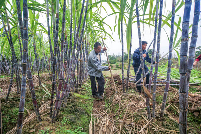 湘西 龙山 甘蔗 收割 农民 增收 区位 特色种植 经济作物