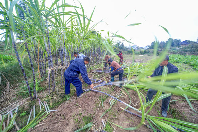 湘西 龙山 甘蔗 收割 农民 增收 区位 特色种植 经济作物