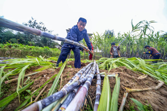 湘西 龙山 甘蔗 收割 农民 增收 区位 特色种植 经济作物