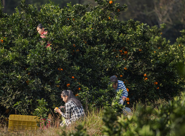 崀山 脐橙 文化 旅游 新宁