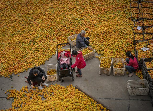 崀山 脐橙 文化 旅游 新宁