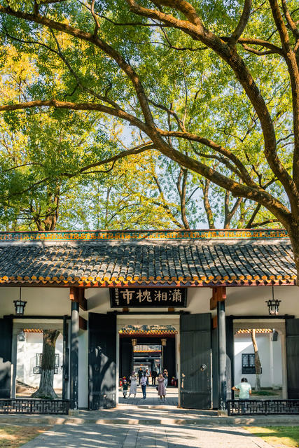 长沙 秋天 湖南大学 岳麓书院 麓山南路 银杏