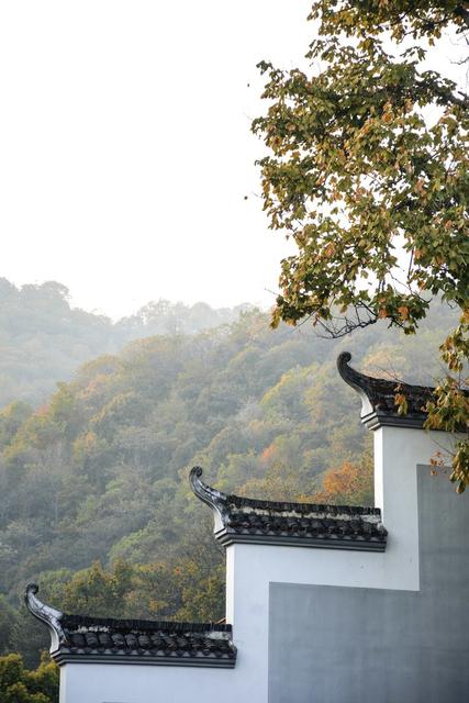 长沙 秋天 湖南大学 岳麓书院 麓山南路 银杏