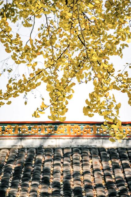 长沙 秋天 湖南大学 岳麓书院 麓山南路 银杏