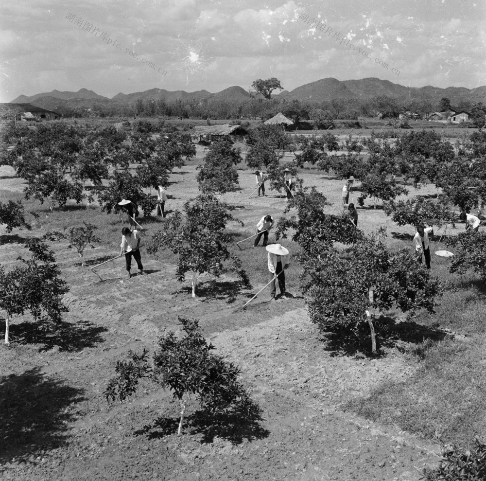  Liuyang Gardening Forest