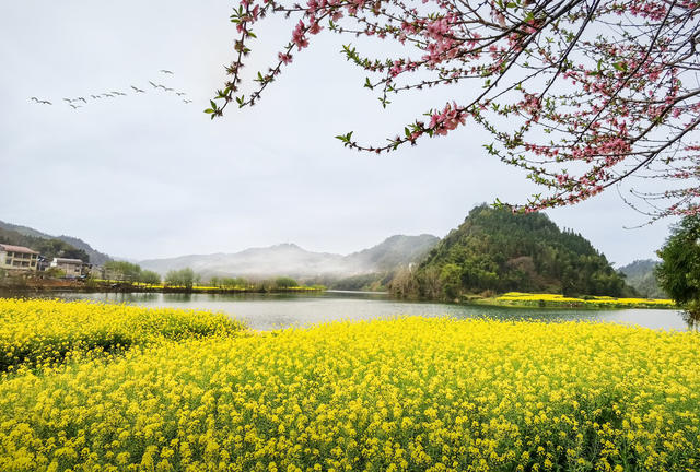 乡村 田园 山水风光 油菜花 湖 雾
