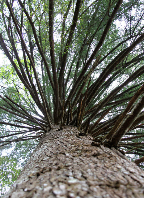 铁杉 山林 森林 林木 国家公园 保护区