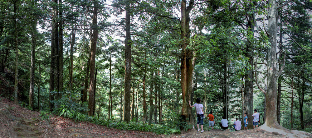 铁杉 山林 森林 林木 国家公园 保护区