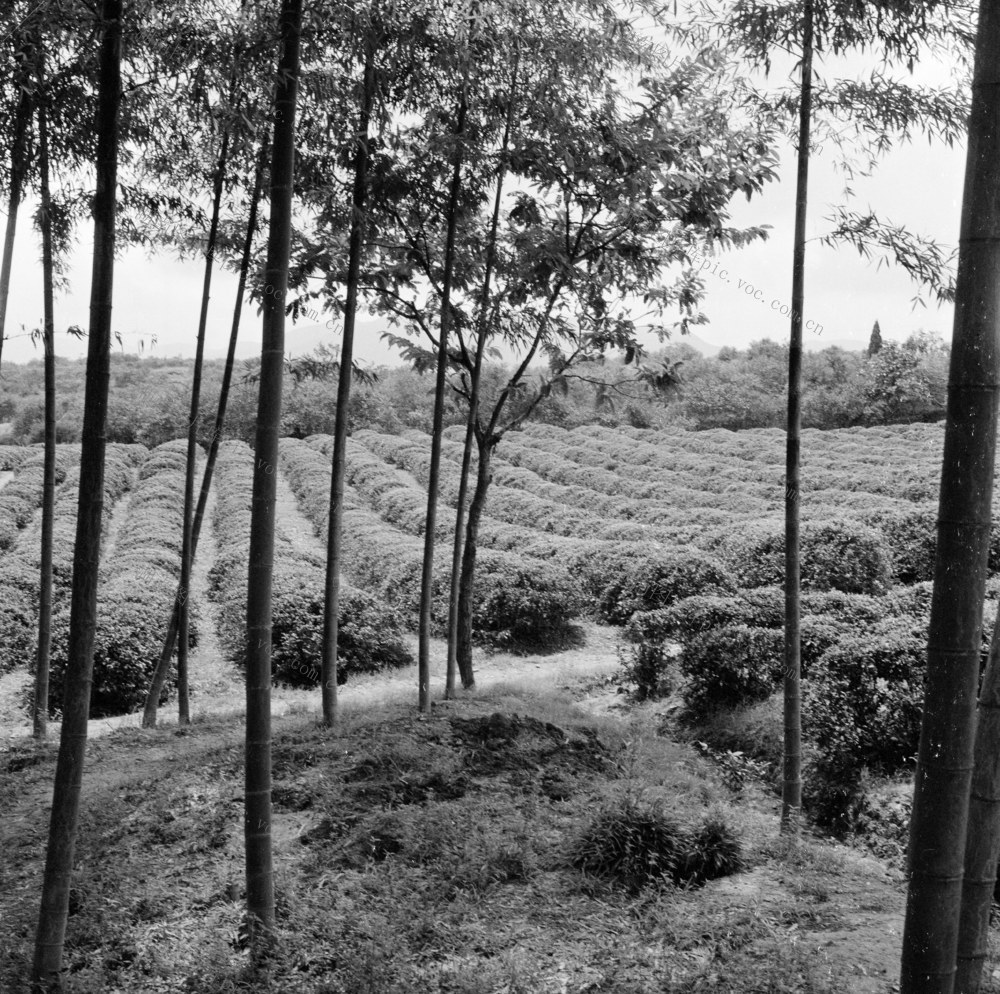  Tea planting