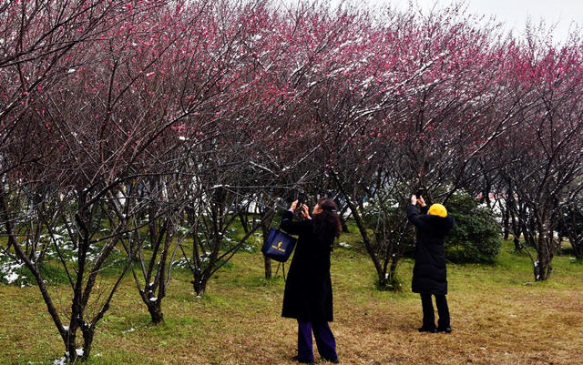 梅花 学 市民 拍照 观赏