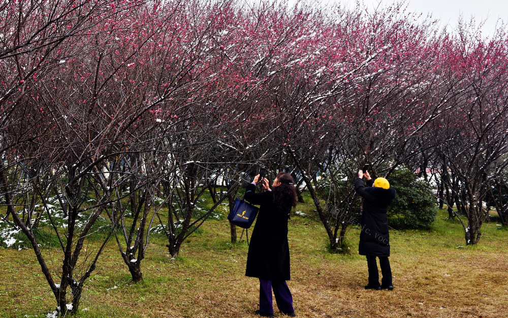 梅花 学 市民 拍照 观赏