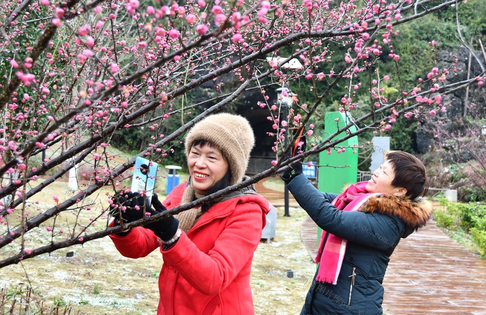 梅花绽放迎春到