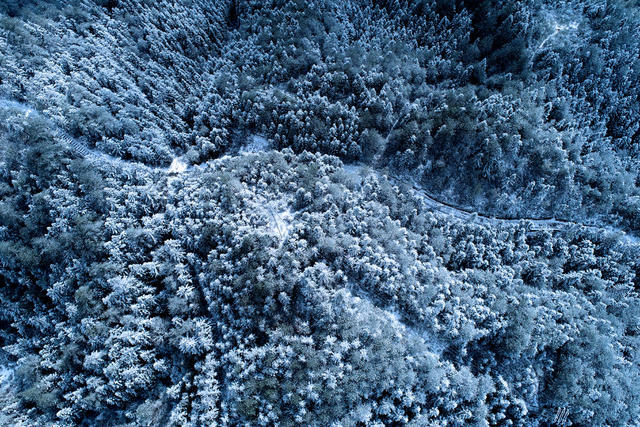 湖南桂东 银妆素裹 妖娆 森林公园 雪花 画