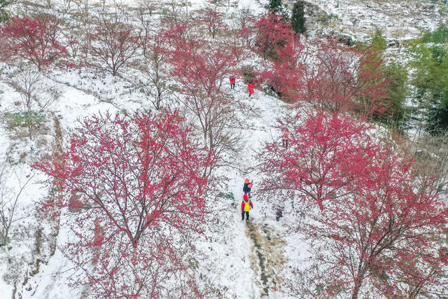 早樱 樱花 冬雪 踏雪 游客 旅游 景区