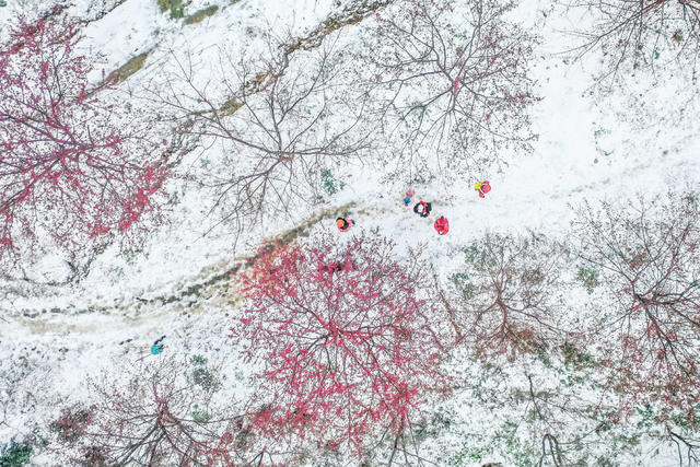 早樱 樱花 冬雪 踏雪 游客 旅游 景区