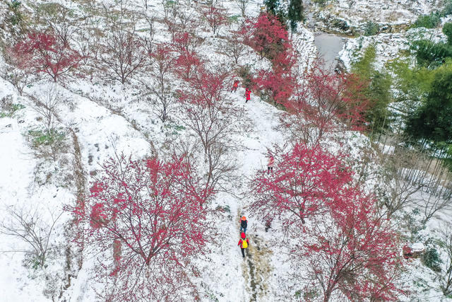 早樱 樱花 冬雪 踏雪 游客 旅游 景区