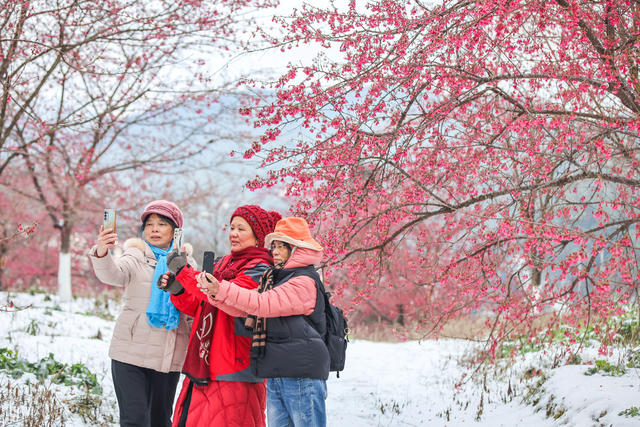 早樱 樱花 冬雪 踏雪 游客 旅游 景区