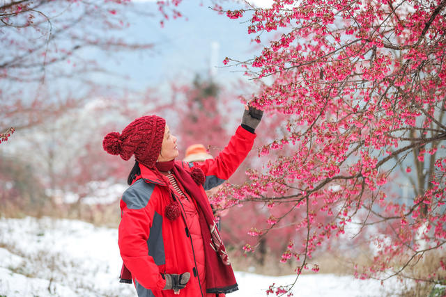 早樱 樱花 冬雪 踏雪 游客 旅游 景区