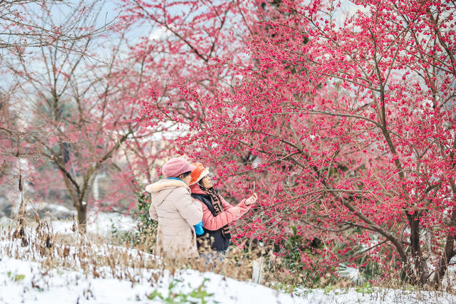 早樱 樱花 冬雪 踏雪 游客 旅游 景区
