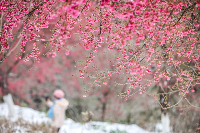 早樱 樱花 冬雪 踏雪 游客 旅游 景区