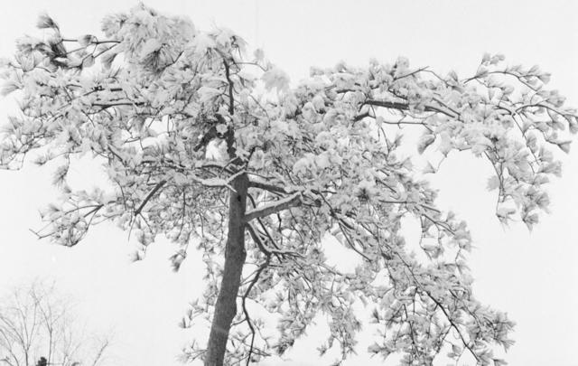 烈士公园  长沙雪景