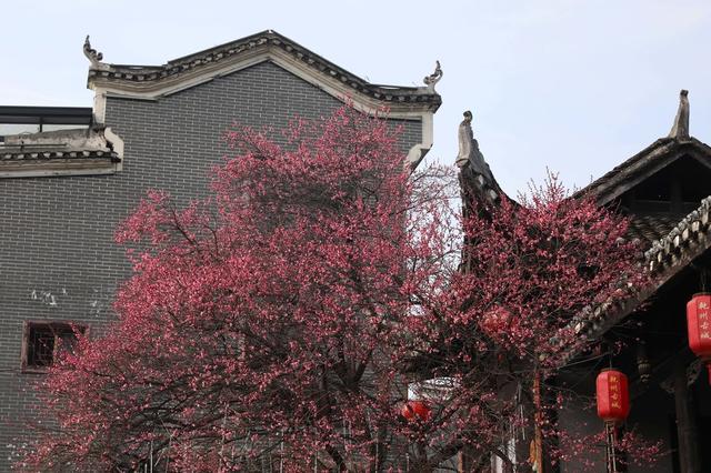 古城 梅花