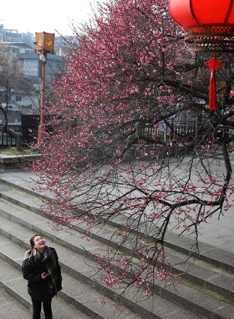 古城 梅花