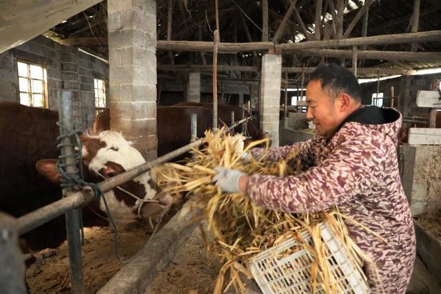  生态养牛助农增收