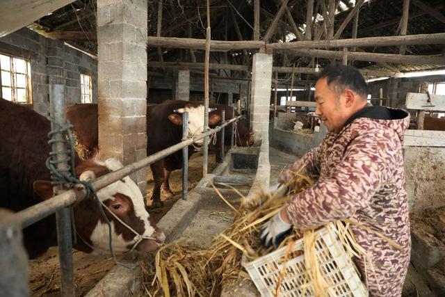  生态养牛助农增收