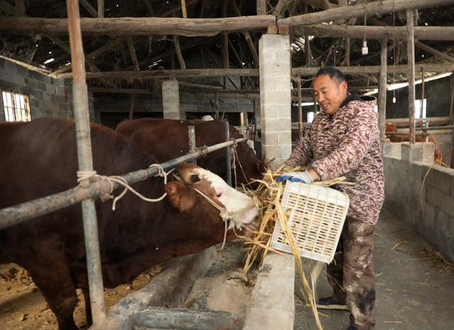  生态养牛助农增收