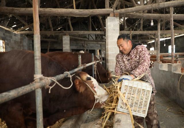  生态养牛助农增收