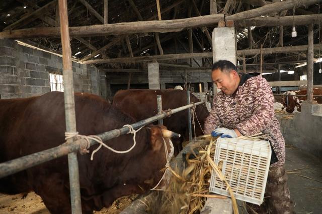  生态养牛助农增收